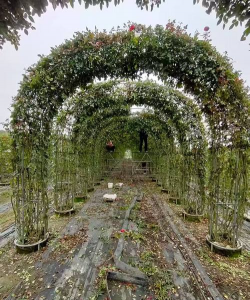 小众送妈妈的花有哪些花