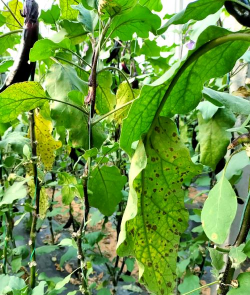 小众送妈妈的花有哪些花