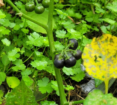 龙葵是什么科属