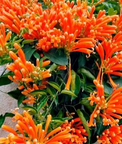 小众送妈妈的花有哪些花