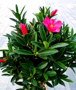 小众送妈妈的花有哪些花