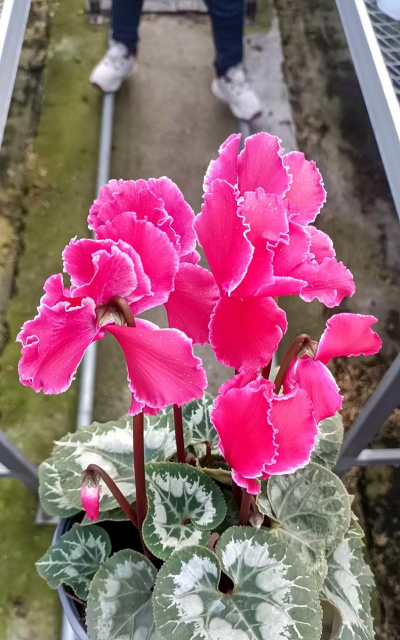 小众送妈妈的花有哪些花