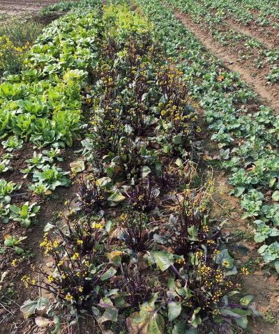 小众送妈妈的花有哪些花