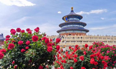 小众送妈妈的花有哪些花