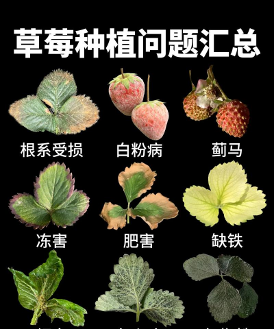 小众送妈妈的花有哪些花