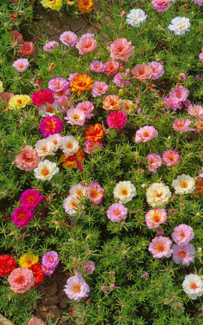 小众送妈妈的花有哪些花