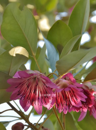 小众送妈妈的花有哪些花