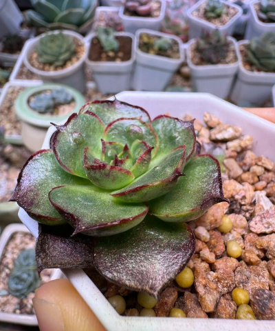 小众送妈妈的花有哪些花