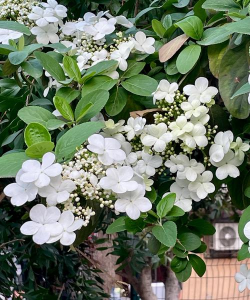 小众送妈妈的花有哪些花