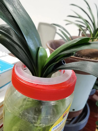 小众送妈妈的花有哪些花