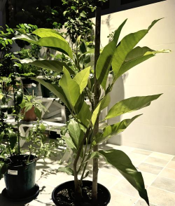 小众送妈妈的花有哪些花