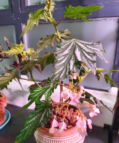 小众送妈妈的花有哪些花