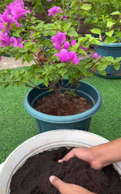 小众送妈妈的花有哪些花