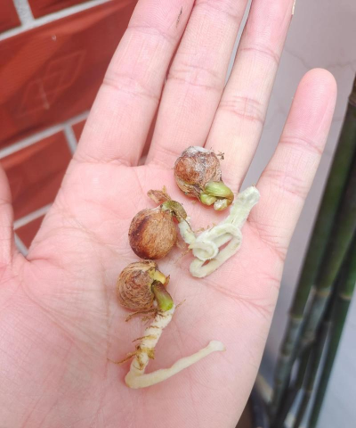 小众送妈妈的花有哪些花