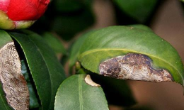 小众送妈妈的花有哪些花