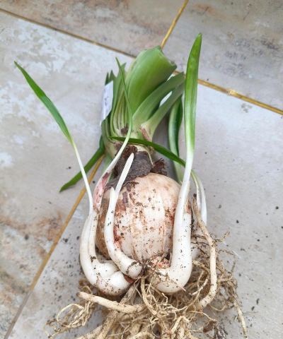 小众送妈妈的花有哪些花