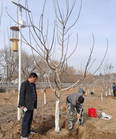 小众送妈妈的花有哪些花