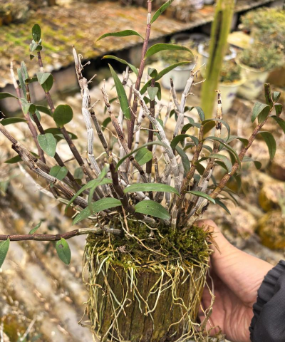 小众送妈妈的花有哪些花