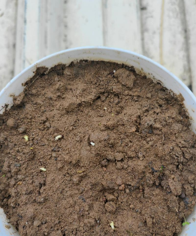 小众送妈妈的花有哪些花