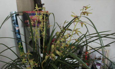 九节兰的养殖方法和注意事项