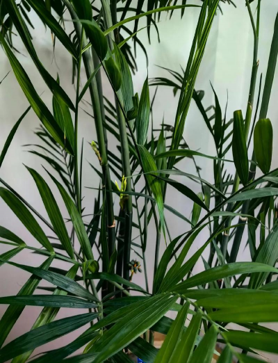 小众送妈妈的花有哪些花