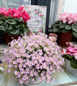 小众送妈妈的花有哪些花