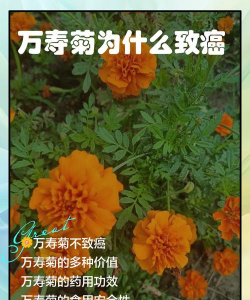 万寿菊的危害