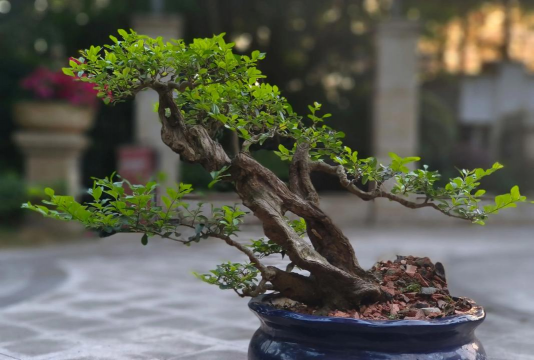 小叶女贞盆景怎么养