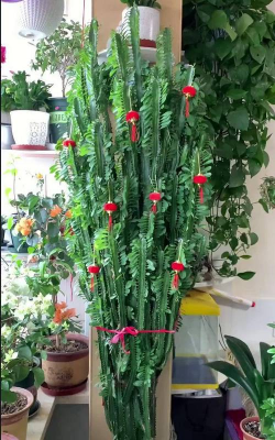 小众送妈妈的花有哪些花