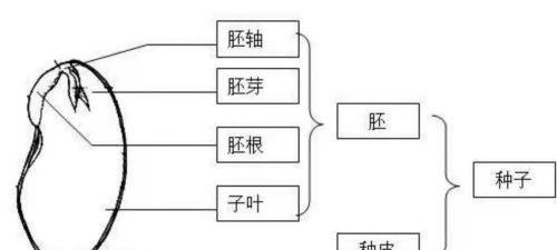 小众送妈妈的花有哪些花