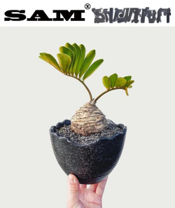 小众送妈妈的花有哪些花