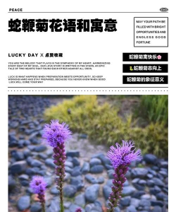 小众送妈妈的花有哪些花