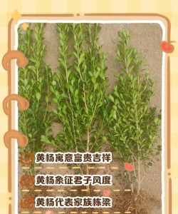 黄杨开花的寓意象征是什么