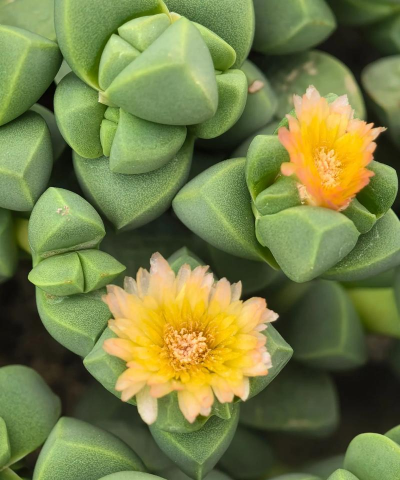 小众送妈妈的花有哪些花