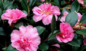 小众送妈妈的花有哪些花