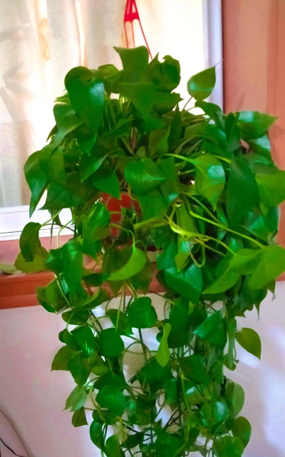 小众送妈妈的花有哪些花