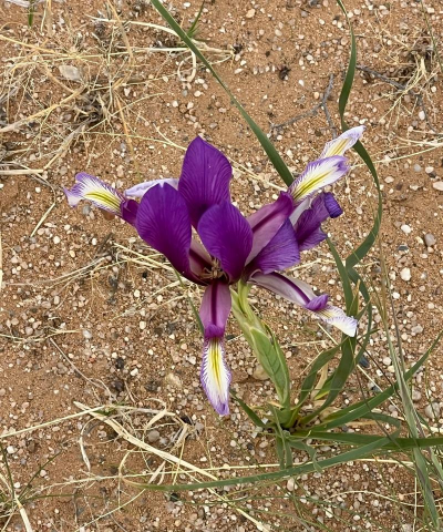 小众送妈妈的花有哪些花
