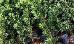 小众送妈妈的花有哪些花