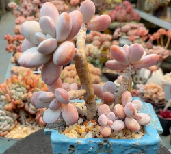 小众送妈妈的花有哪些花