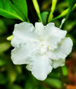 小众送妈妈的花有哪些花