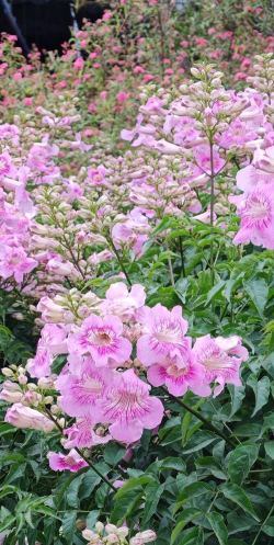 小众送妈妈的花有哪些花