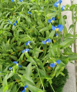 小众送妈妈的花有哪些花