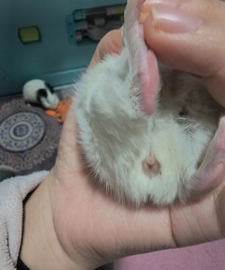 小众送妈妈的花有哪些花