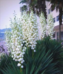 凤尾兰和剑麻区别