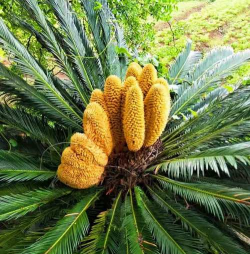 什么是铁树的花