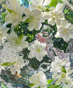 小众送妈妈的花有哪些花