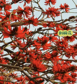 小众送妈妈的花有哪些花