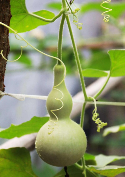 葫芦属于什么科植物