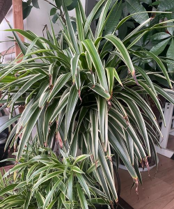 小众送妈妈的花有哪些花