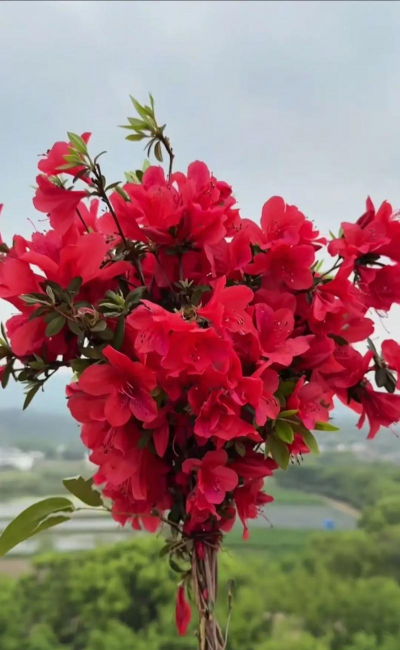 小众送妈妈的花有哪些花